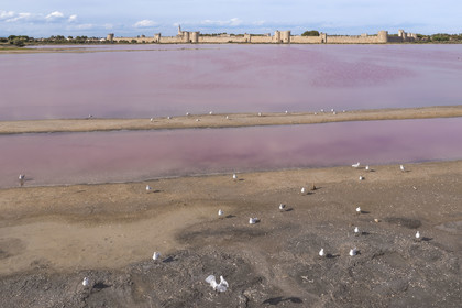 France, Gard, Aigues Mortes, the medieval town surrounded by its ramparts on the edge of the salt marshes (Salins du Midi) (aerial view)