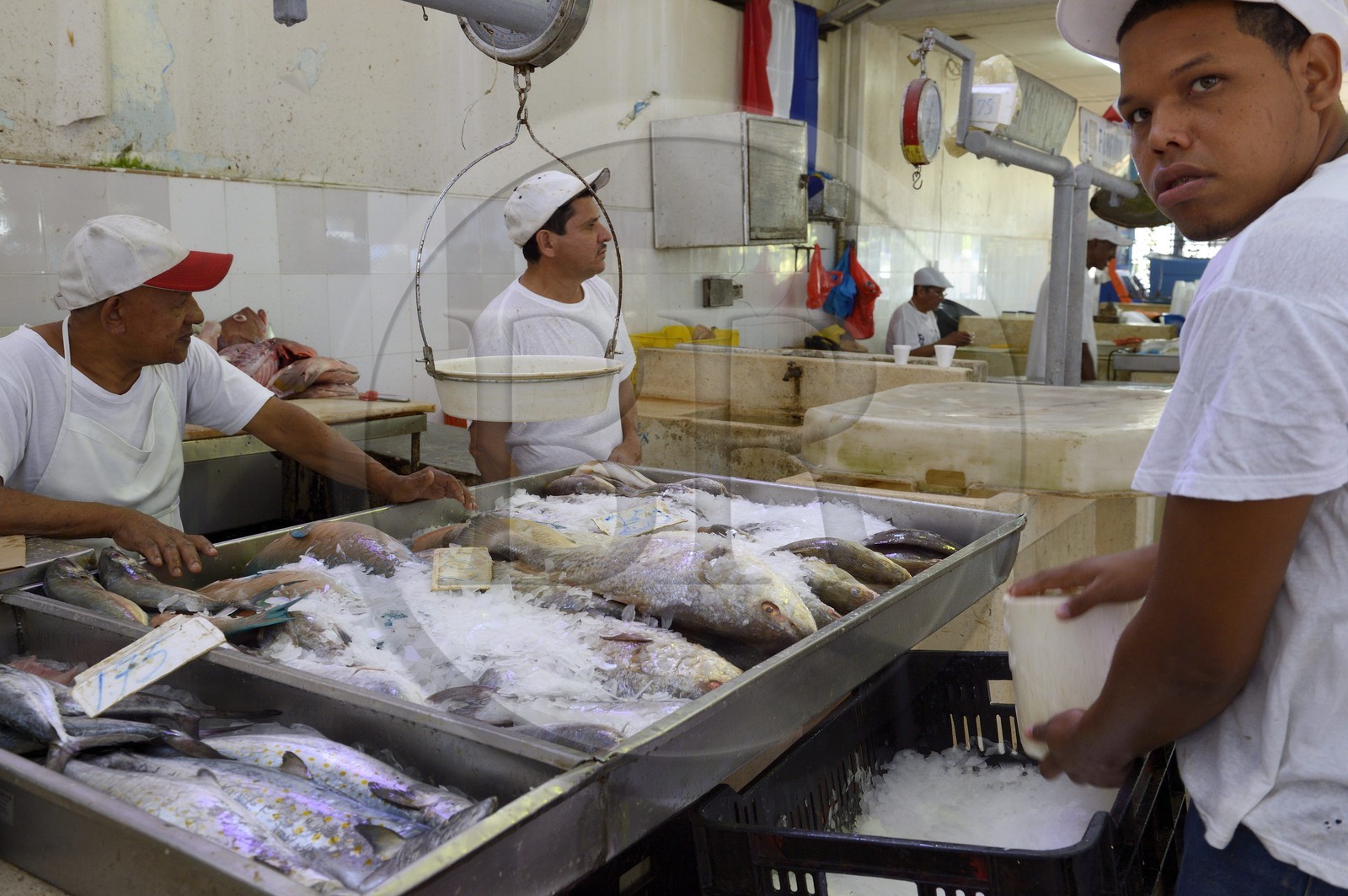 Panama, Panama City, quartier de Santa Ana, le marché aux poisson (Mercado de Mariscos)