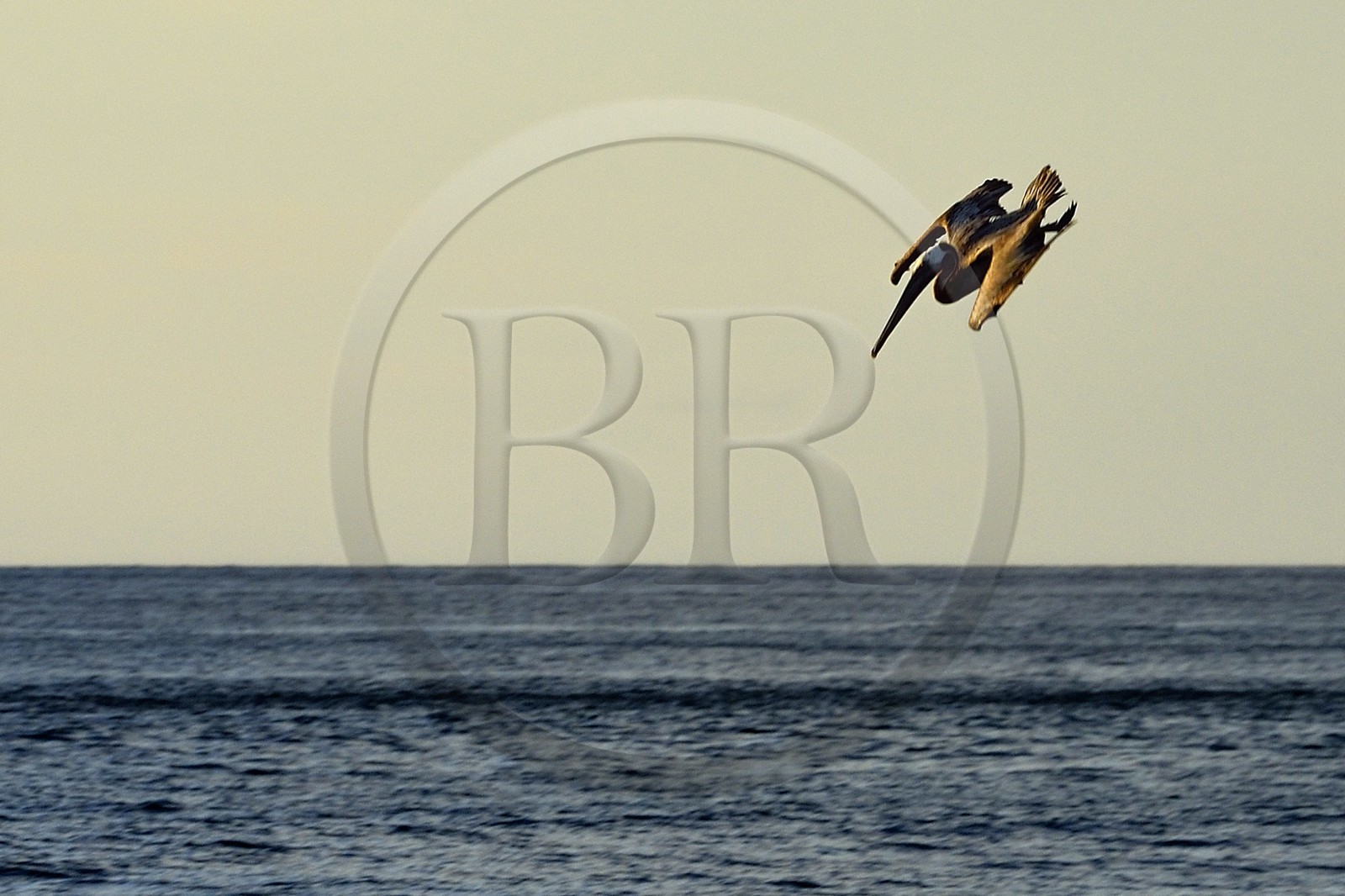 Caraïbes, Ile de la Dominique, Mero sur la côte Ouest, Pélican brun (Pelecanus occidentalis)