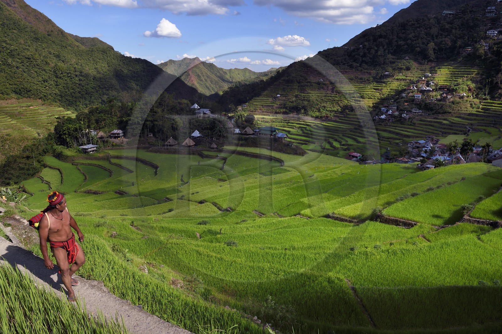 Philippines, province d'Ifugao, les rizières en terrasses de Banaue autour du village de Batad, classées Patrimoine Mondial de l'UNESCO, le guide Adolpho revetu du costume traditionnel Ifugao