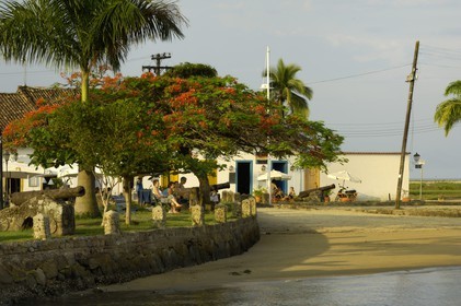 Brazil, Rio de Janeiro State, Paraty, colonial town founded in 1667 to export gold to Europe, Peacock Flower tree (Caesalpinia pulcherrima) along the small harbor (Gold Route, Estrada Real)