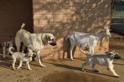 Namibia, Otjiwarongo, Cheetah Conservation Fund, research and education centre, CCF’s Livestock Guarding Dog Program has been highly effective at reducing predation rates and thereby reducing the inclination by farmers to trap or shoot cheetahs, Anatolian shepherd Kangal dog breeding