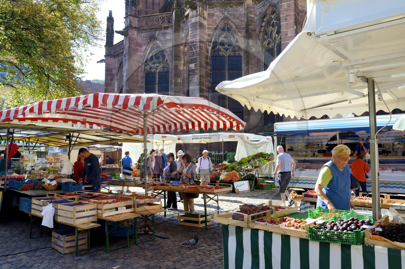 Allemagne, Bade-Wurtemberg, Fribourg en Brisgau, jour de marché sur la Munsterplatz