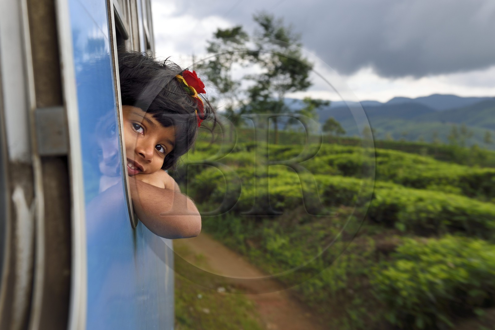 Sri Lanka, Central Province, the popular scenic train ride through the tea growing hill country between Hatton and Badulla, here next to Nanuoya