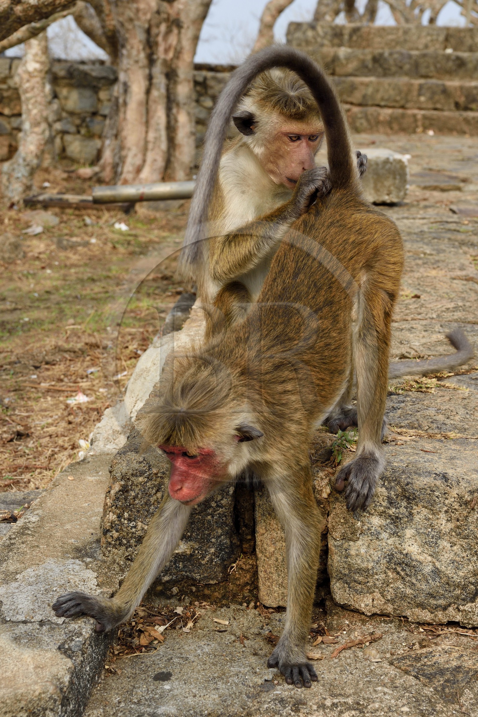 Sri Lanka, province centrale, district de Matale, Dambulla, Temple du Rocher Royal aussi appelé Ran Giri (Rocher doré), macaques à toque (Macaca sinica) entrain de s'époullier