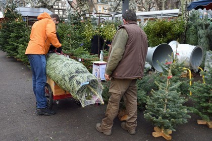 France, Bas-Rhin (67), Strasbourg, vieille ville classée au Patrimoine Mondial de l’UNESCO, Marché de Noel (Christkindelsmarik) de la place Broglie, la famille Schwoob vend des sapins depuis de nombreuse années