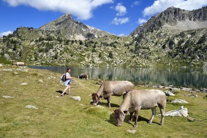 France, Hautes Pyrenees, Saint Lary Soulan and Vielle-Aure, hike on a variant of the GR10 between the Portet pass and the Bastan lakes on the edge of the Neouvielle nature reserve, herd of cows in the summer mountain pasture at the upper Bastan lake and the Pic de Bastan in the background
