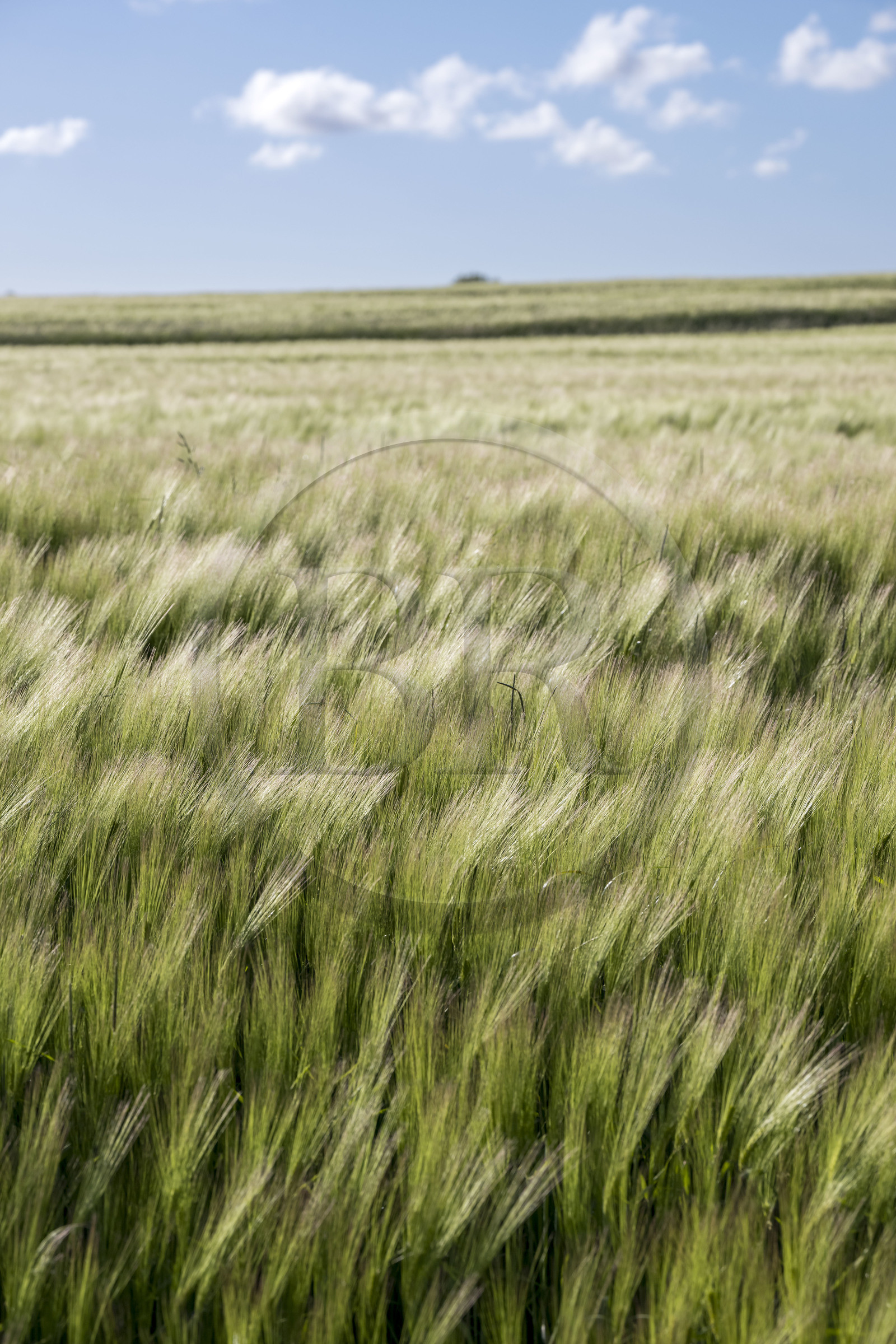 France, Vendée (85), Talmont Saint Hilaire, common barley field (hordeum vulgare)