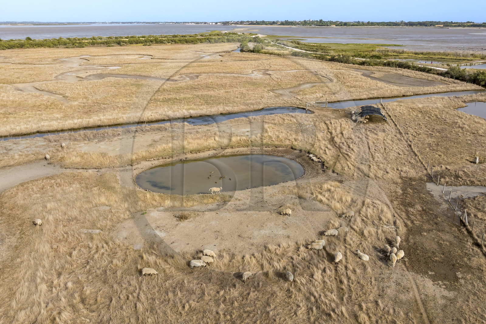 France, Charente-Maritime (17), Port-des-Barques, Ile Madame, la Ferme Aquacole de l'Ile Madame, elevage de moutons et canards dans l'étang (vue aérienne)