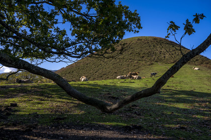 France, Pyrénées-Atlantiques (64), Pays-Basque, vallée des Aldudes, vaches sur la colline d'Elizamendi au dessus du village d'Urepel