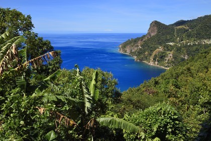 Caraïbes, Ile de la Dominique, la baie de Soufrière, dans les montagnes du sud de l'île le long du Segment 1 du Waitukubuli National Trail entre Scotts Head Village et Soufriere Estate