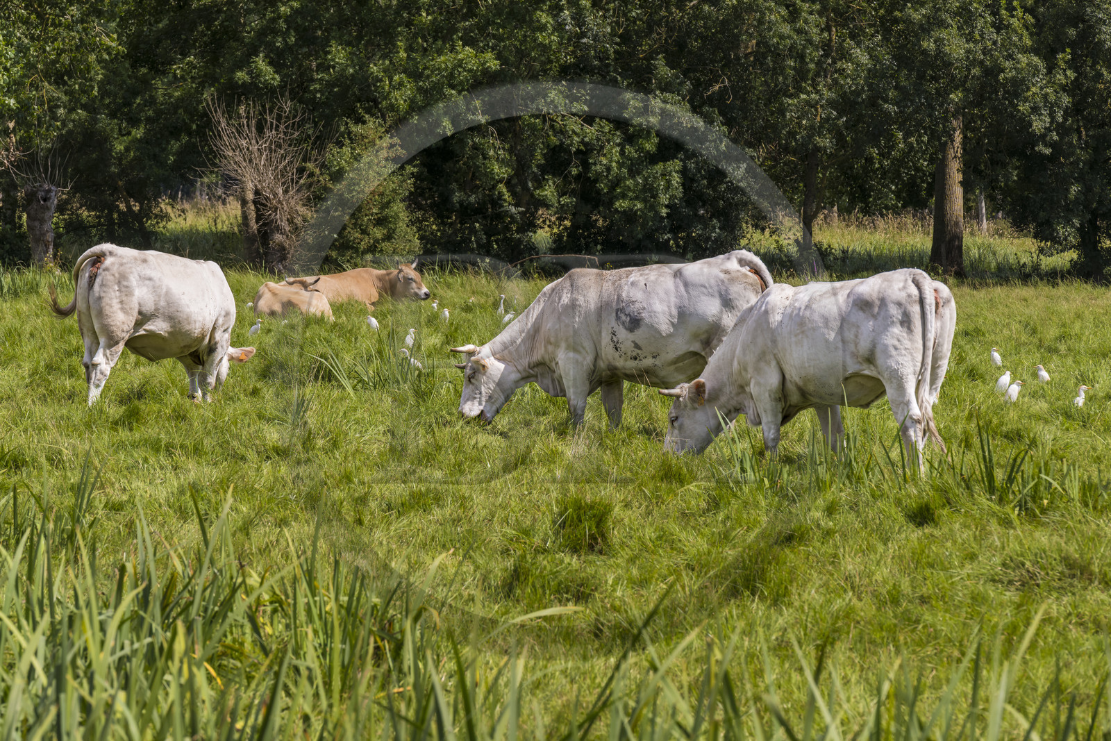 France, Deux-Sèvres (79), le Marais Poitevin, la Venise Verte, Le Vanneau-Irleau, troupeau de vaches entourées de hérons garde-bœufs ou encore pique-bœufs (Bubulcus ibis)