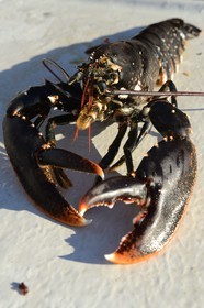 Suède, Västra Götaland, Iles Koster, sortie en mer pour récupérer les casiers à homards, homard