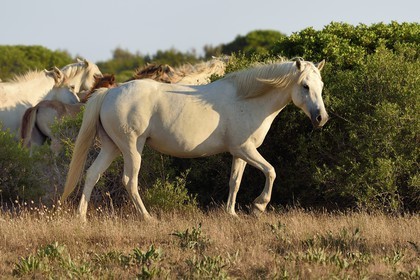 France, Bouches-du-Rhône (13), Parc naturel régional de Camargue, vers l'étang de Malagroy, manade Jacques Mailhan, cheval de Camargue dans la sansouire
