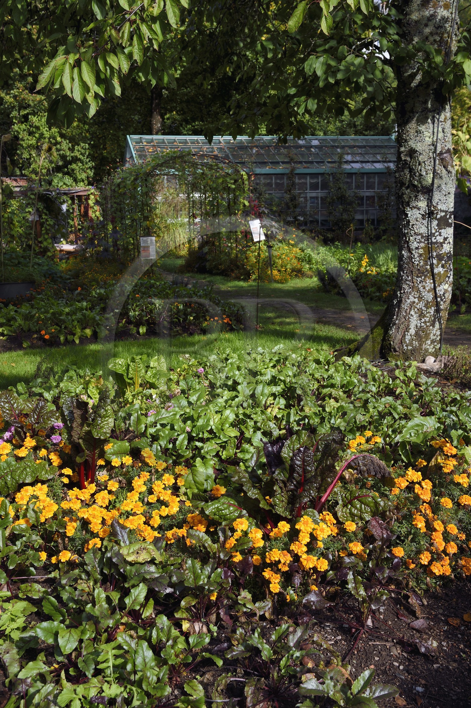 France, Haut-Rhin (68), Husseren-Wesserling, parc de Wesserling du musée du Textile classé jardin remarquable, potager bio qui mélange légumes et fleurs