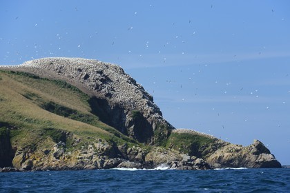 France, Côtes-d'Armor (22), Perros-Guirec, archipel et réserve ornithologique de Sept-Iles, Ile Rouzic, colonie de fous de Bassan (Morus bassanus)