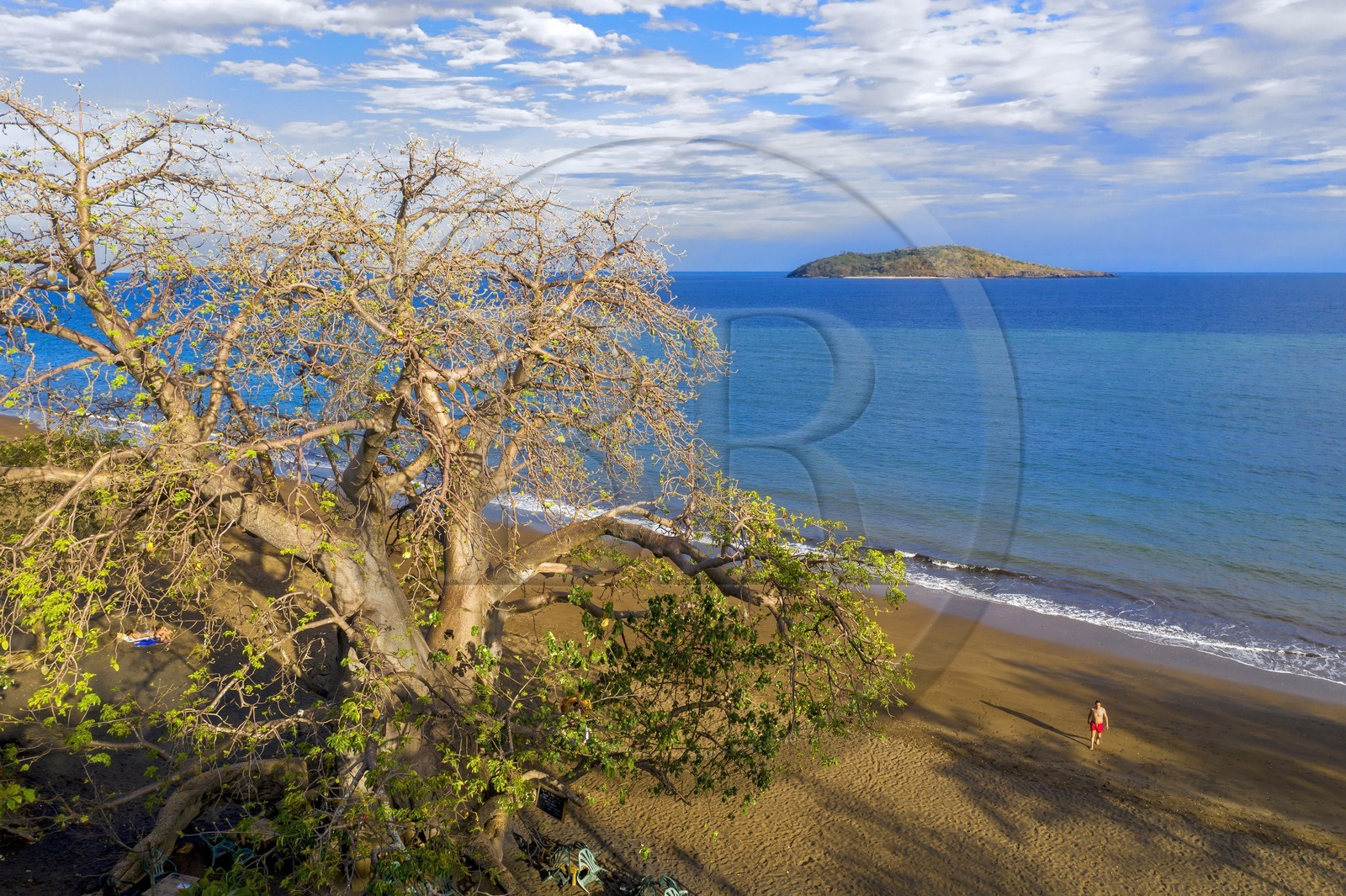 France, Mayotte island (French overseas department), Grande-Terre, Nyambadao, baobab next to Sakouli beach and Bandrele island in the background (aerial view)