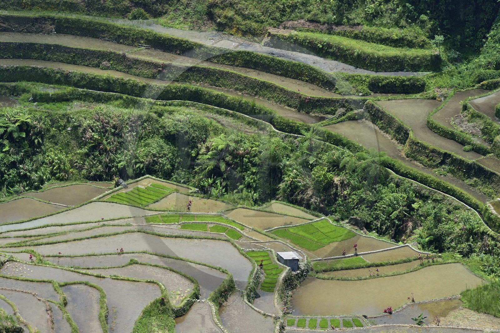 Philippines, province d'Ifugao, les rizières en terrasses de Banaue à Cambulo, classées Patrimoine Mondial de l'UNESCO