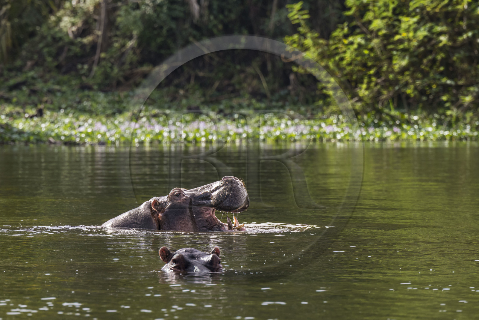 Rwanda, Akagera National Park, Lake Ihema, Hippopotamus (Hippopotamus amphibius)
