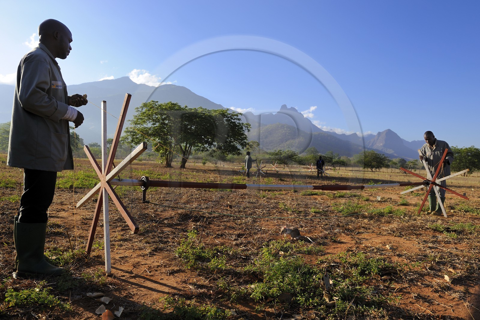 Tanzania, university of Morogoro, the Apopo detection rat technology for mines, rat trainig for detection of TNT on the field