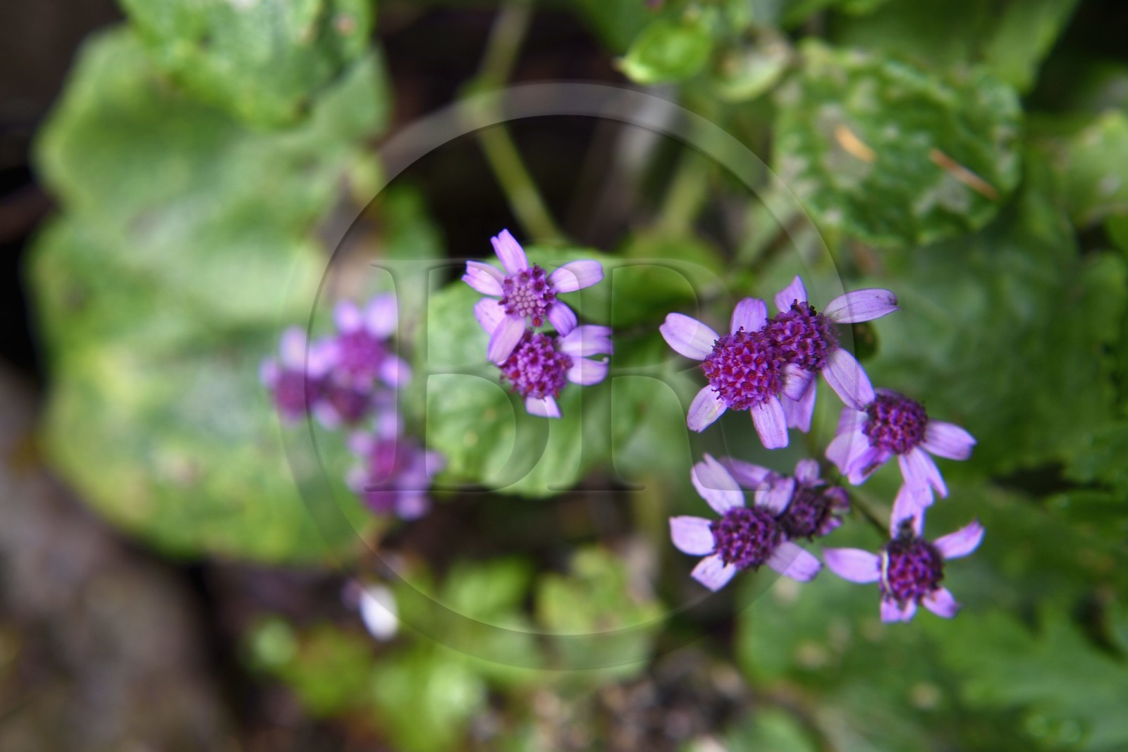 Portugal, Ile de Madère, randonnée dans La forêt de Rabaçal par la levada do Alecrim, séneçon de Madère