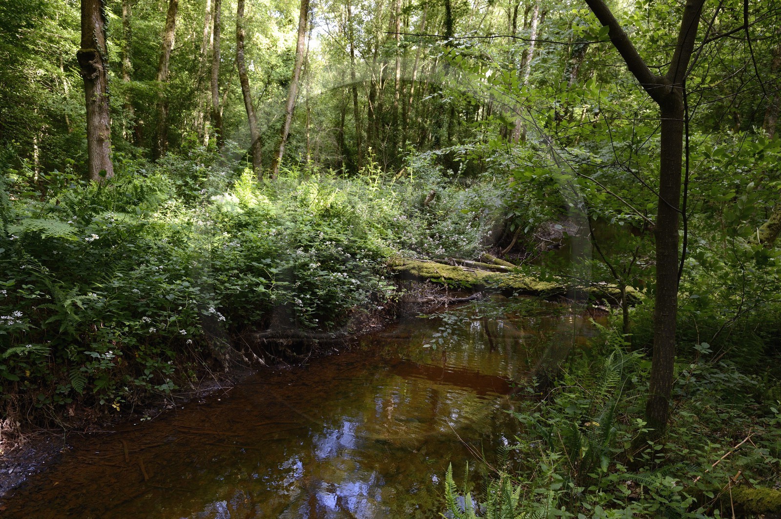 France, Ille-et-Vilaine (35),  forêt de Brocéliande, la vallée de l'Aff