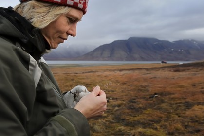 Norway, Svalbard (Spitzbergen), Longyearbyen, Permila of the University of Svalbard studying a gramine