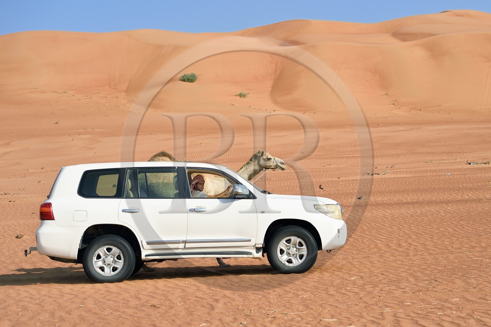 Sultanat d'Oman, gouvernorat de Ash Sharqiyah, désert des Wahiba Sands ou Sharqiya Sands, 4x4 tractant un dromadaire au pied des dunes de sable