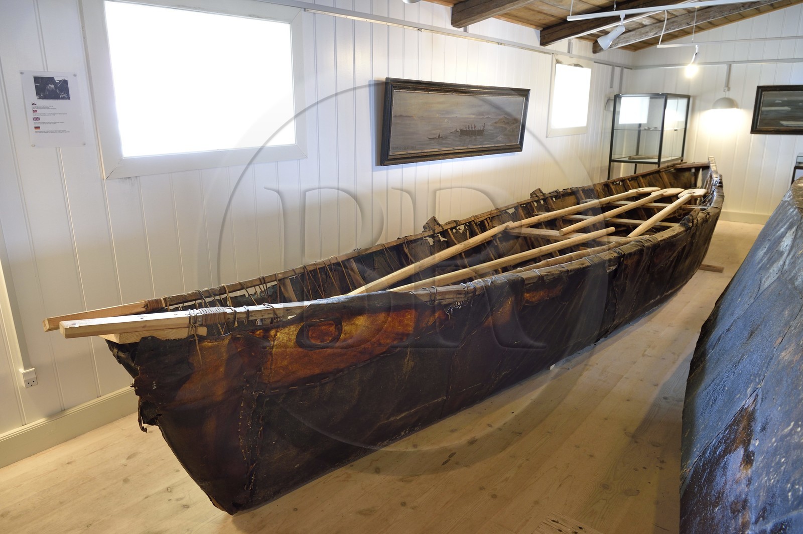 Groenland, cote ouest, baie de Baffin, Upernavik, le musée, Umiak traditionnel de la première partie du XXème siècle, bateaux fabriqués à partir d'un cadre en bois flotté ou en os de baleine et de peaux de morse ou de phoque barbu