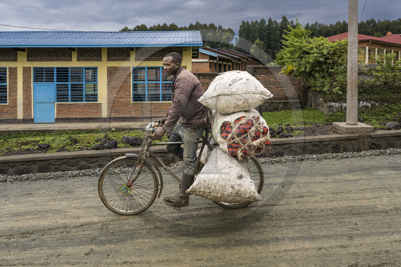Rwanda, Province du Nord, District de Musanze (Ruhengeri), hameau de Garuka, transport de charbon de bois sur une bicyclette, les bicyclettes sont le principal moyen de transport local
