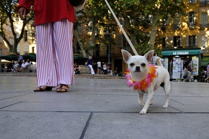 France, Bouches-du-Rhone, Aix-en-Provence, the Place de l'Hotel de ville, Chihuahua dog with flower necklace