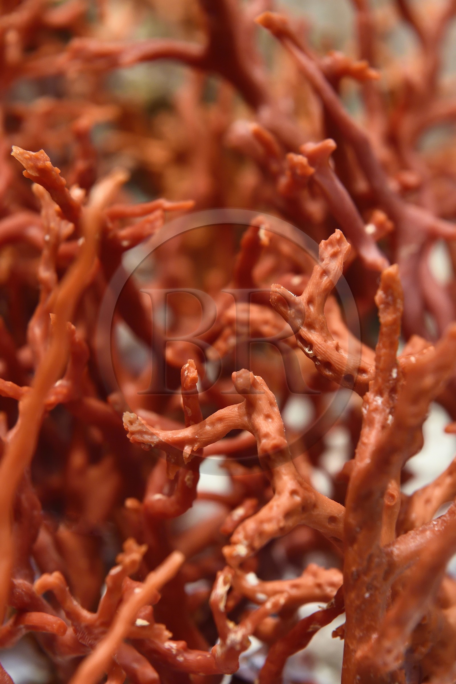 Croatie, Dalmatie, cote dalmate, Ile de Korcula, ville de Korcula, travail du corail rouge (Corallium rubrum) dans la boutique d'Irena Kastela, troisième génération de créateur de bijoux
