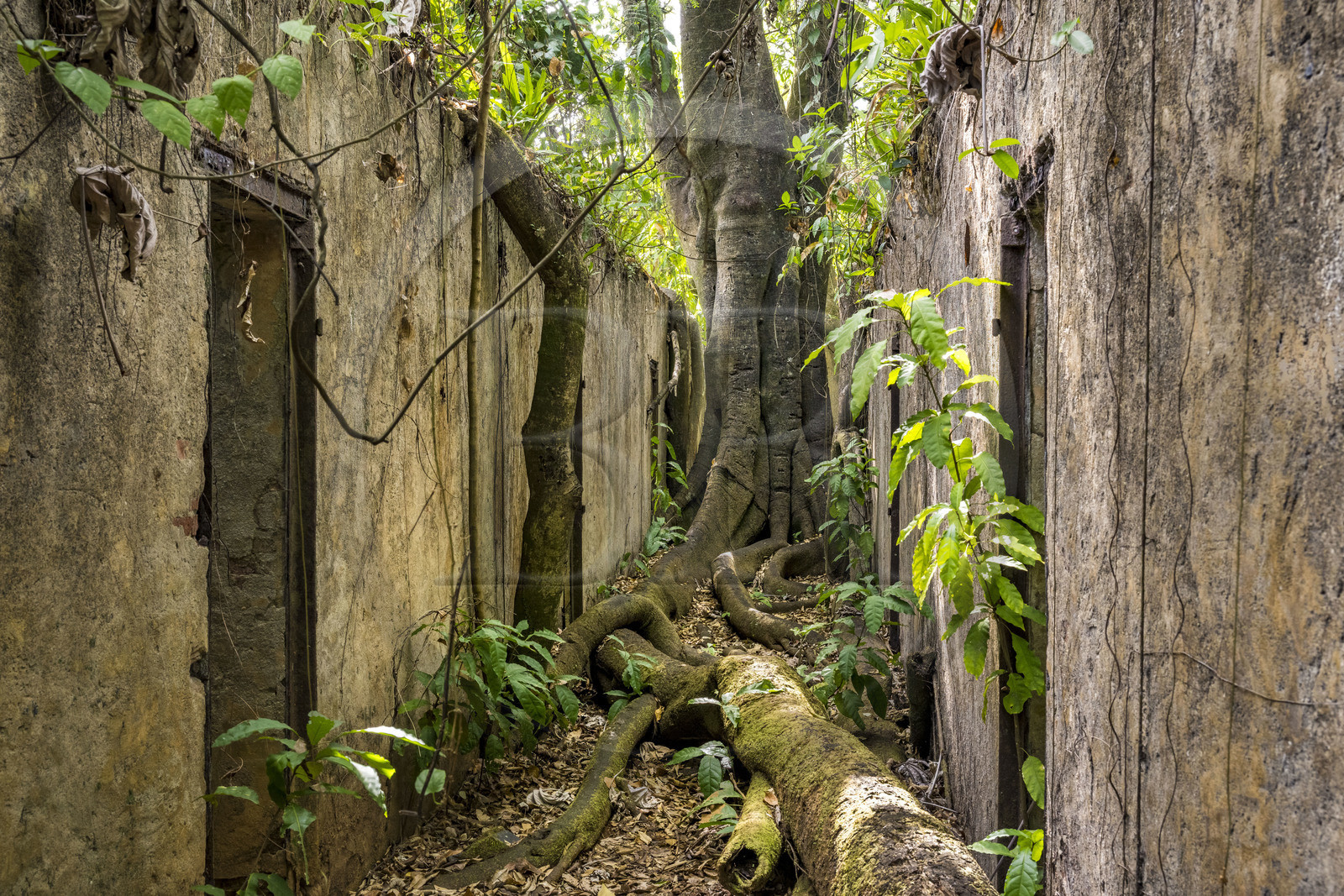 France, Guyane, Kourou, Iles du Salut, l'Ile Saint-Joseph, ruine du bagne consacré à la réclusion des prisonniers les plus difficiles