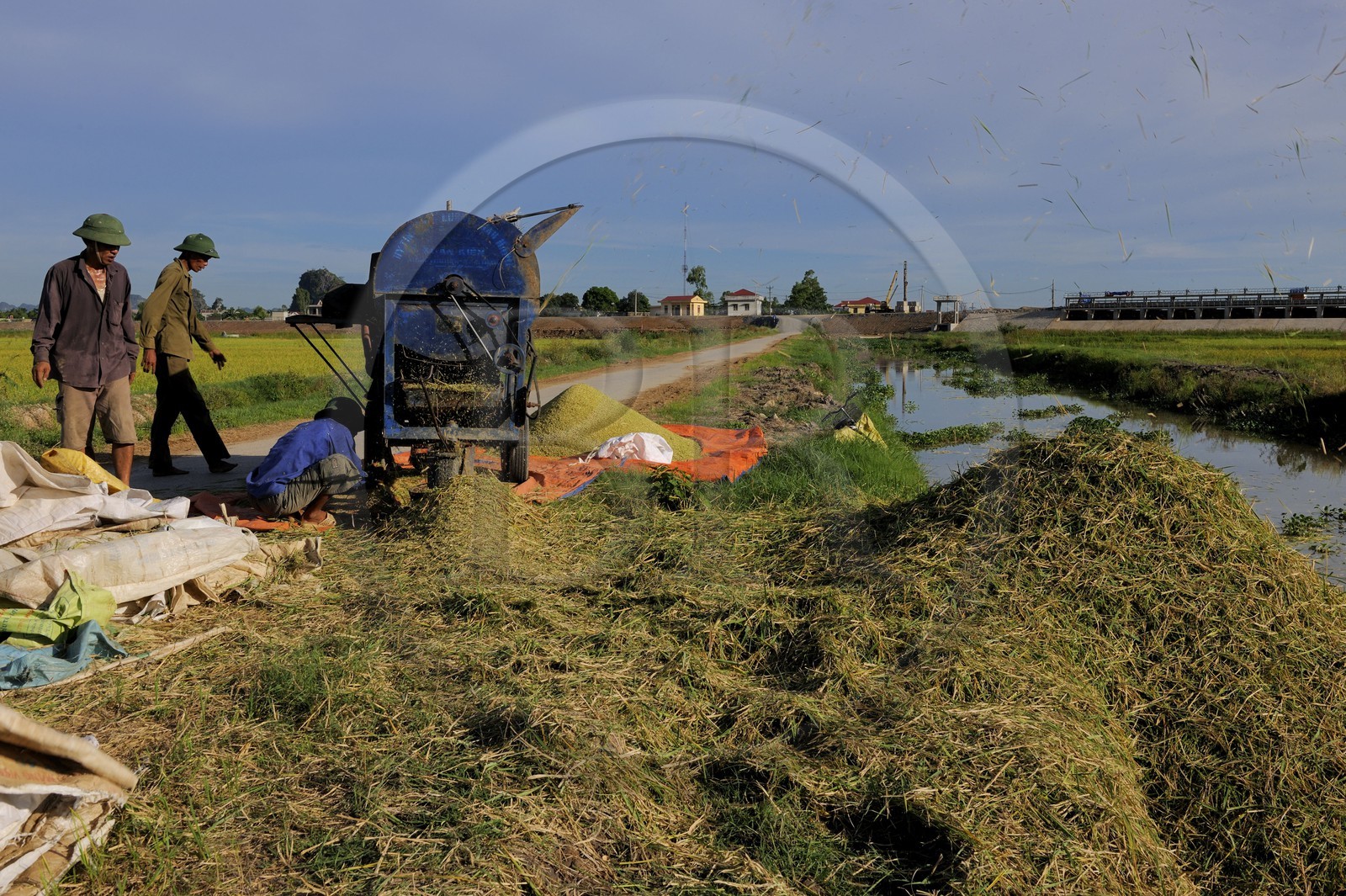 Vietnam, province de Ninh Binh, battage du riz par une machine