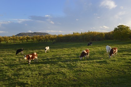France, Meuse (55), Parc régional de Lorraine, Cotes de Meuse, Buxières-sous-les-Côtes, troupeau de vaches