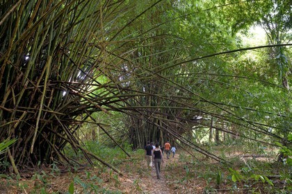 Gabon, Ogooue-Maritime Province, Omboue region, Nengeue Sika (Silver island) in the Fernan Vaz (Nkomi) lagoon, bamboo forest