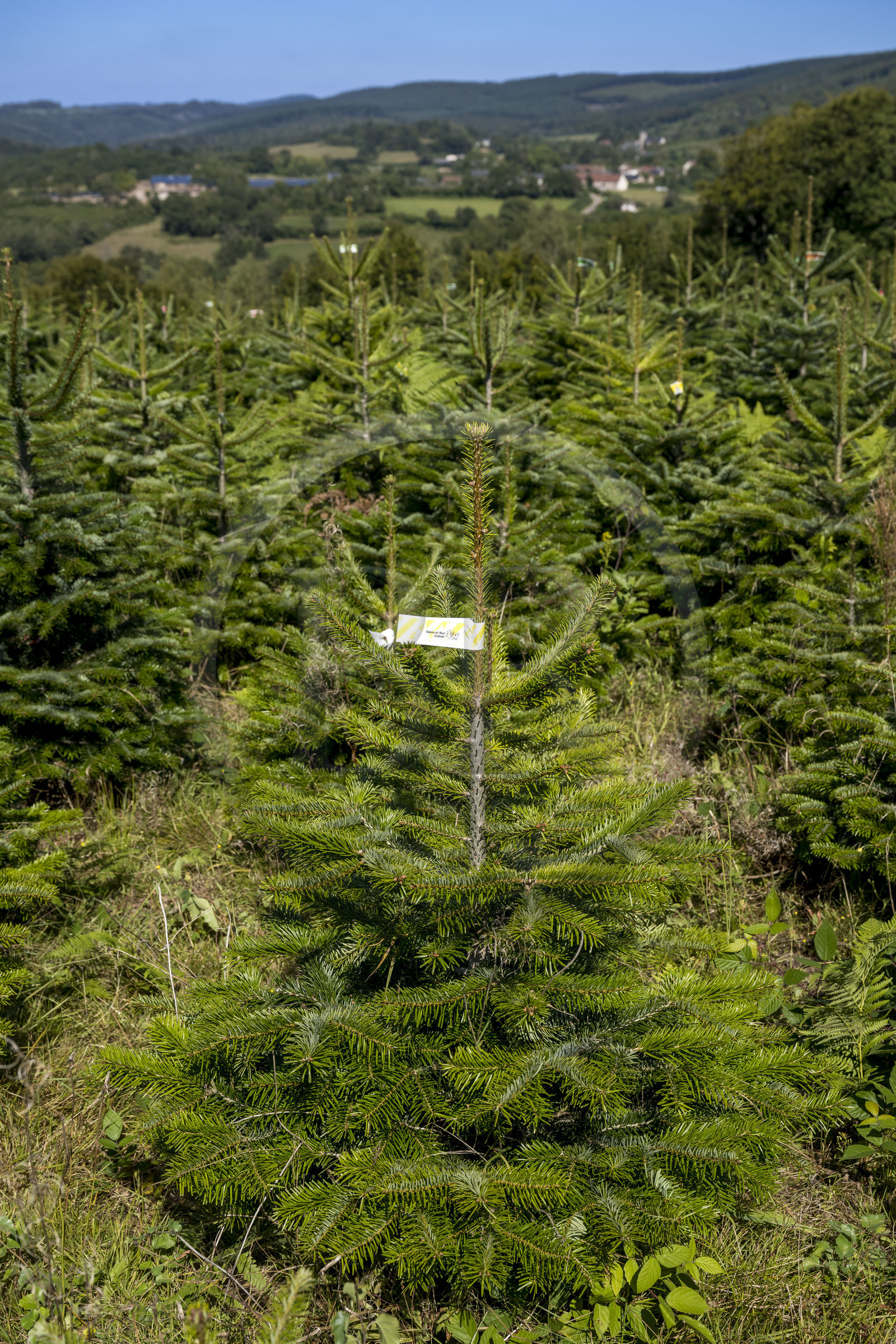 France, Nievre, Regional Natural Park of Morvan, Gouloux, Marchand establishment (sawmill, clog making and woodworking), production site for Nordmann Christmas trees and spruce trees from sustainable and reasoned tree production