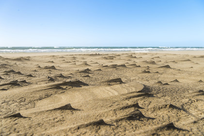France, Gard, Camargue dune massif of the Pointe de l'Espiguette by the sea, the beach