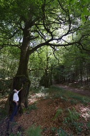 France, Morbihan (56), forêt de Brocéliande, Tréhorenteuc, hêtre multicentenaire dans le Val sans retour