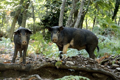 France, Haute Corse, Castagniccia, pigs in the wild
