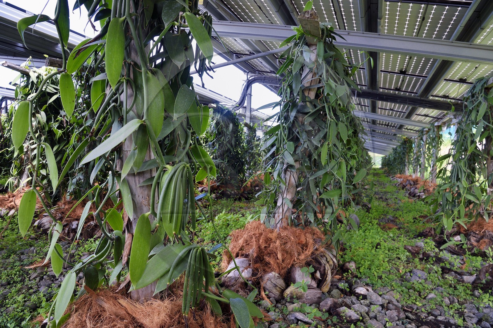 France, Ile de la Reunion, Saint-Louis, Domaine de Bellevue, producteur de vanille Planifolia biologique issues d'orchidées cultivées sous cinq hectares de panneaux photovoltaïques qui permettent d'alimenter plus de 1 800 foyers en électricité