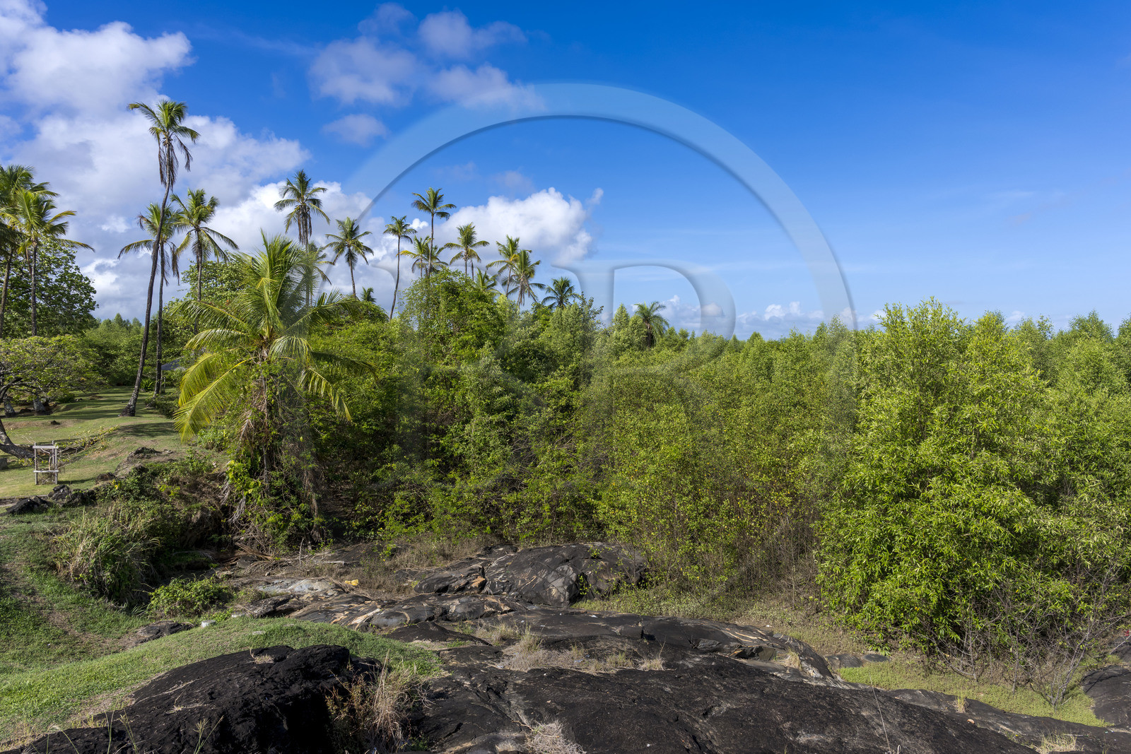 France, French Guiana, Cayenne, Pointe Buzaré, the mangrove (Laguncularia racemosa) surrounds the entire Cayenne peninsula, in a future cyclical period, it will disappear completely to give way once again to the sea (aerial view)