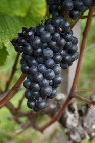 France, Pyrénées-Atlantiques (64), Pays-Basque, Saint-Jean-Pied-de-Port, Ispoure, vignoble du Domaine Mourguy, AOC Irouleguy, grappe de raisin de cépage tannat