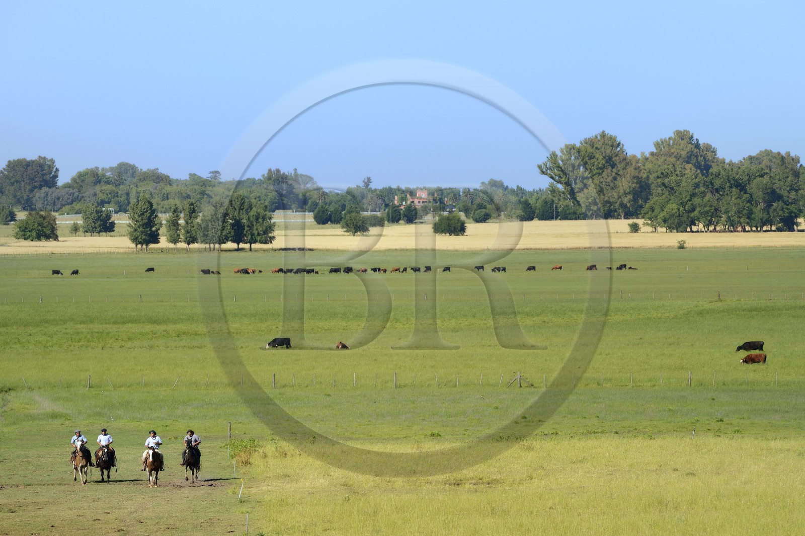 Argentine, province de Buenos Aires, San Antonio de Areco, estancia La Bamba de Areco, gauchos à cheval dans la pampa