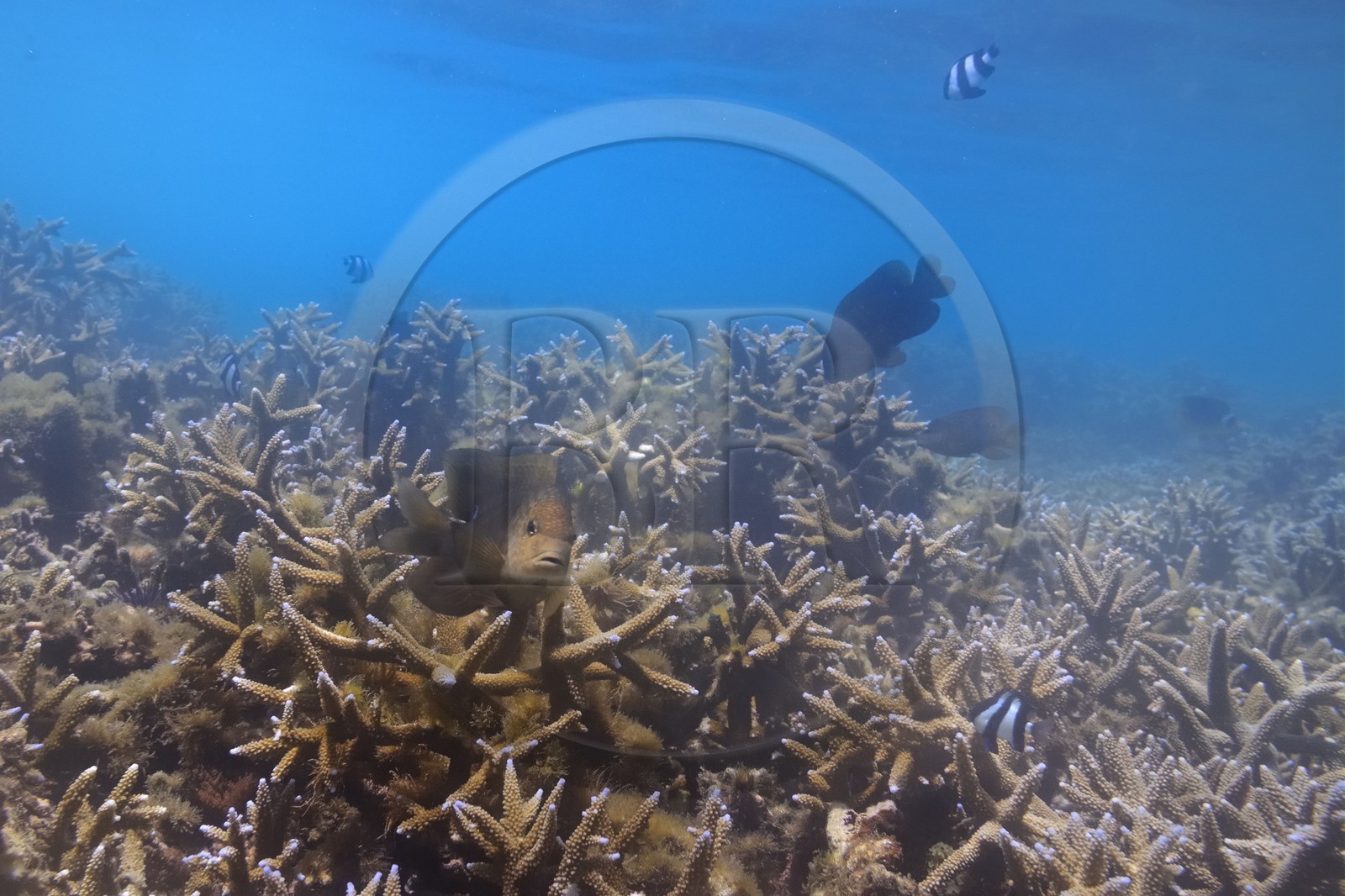 France, île de la Réunion, le récif corallien du lagon de la plage de Saint-Gilles et de l'Ermitage (vue sous-marine)