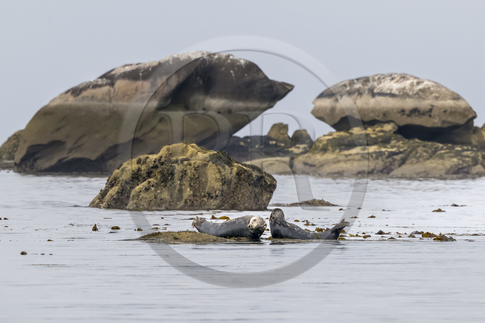 France, Finistère (29), Penmarch, archipel des Étocs, phoque gris (halichoerus grypus)