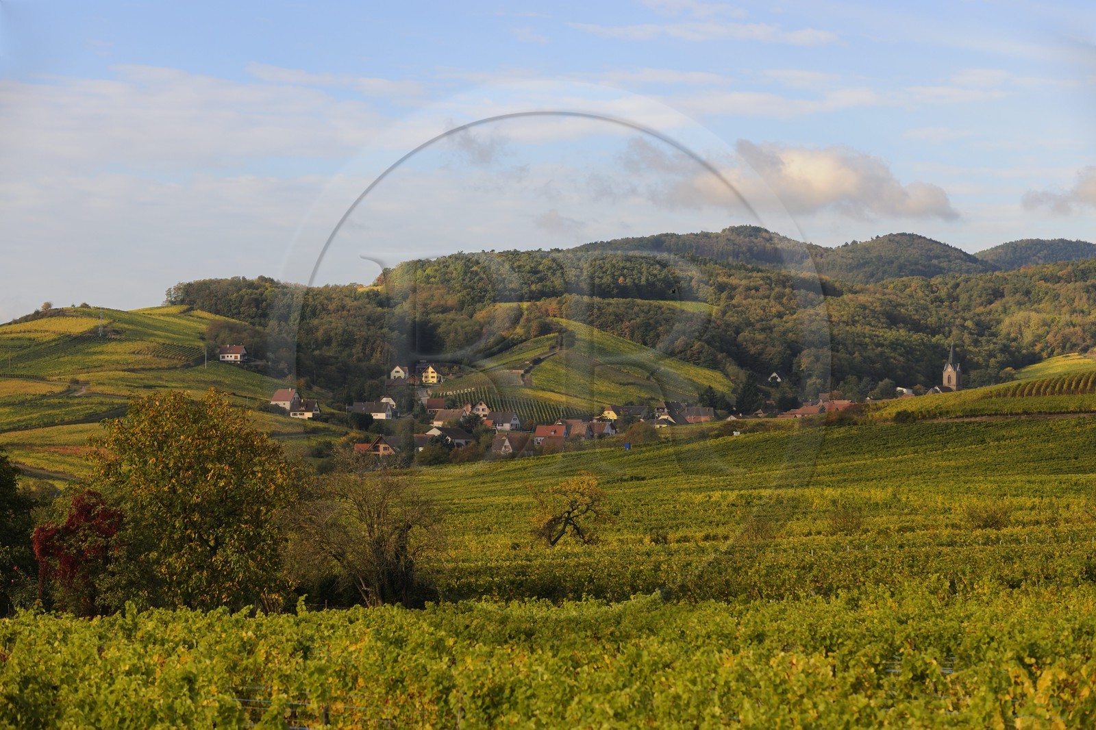 France, Bas-Rhin (67), village de Rodern entouré de vignes