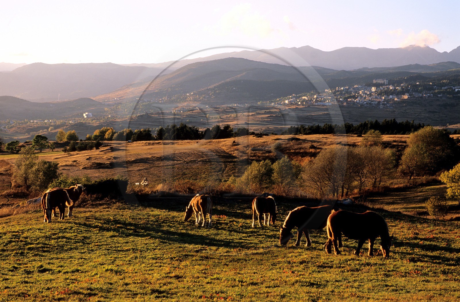 France, Pyrenees Orientales, cows in meadow on Cerdagne high plateau