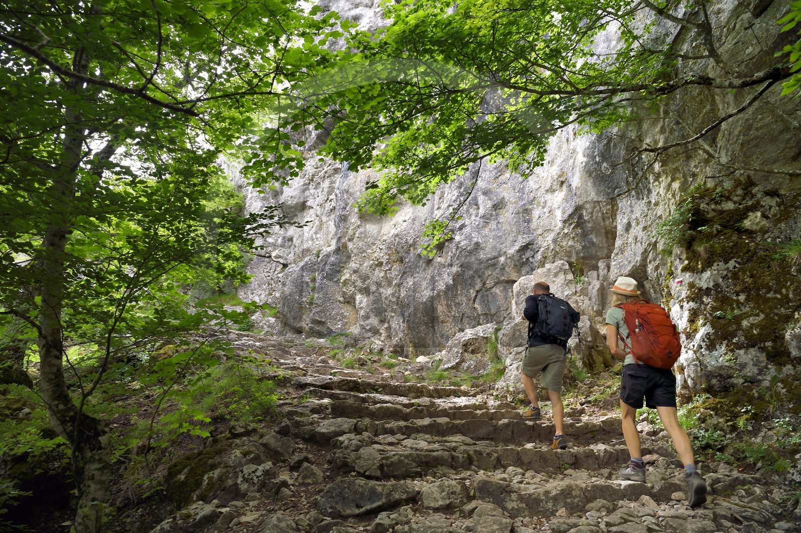 France, Var (83), Plan-d'Aups-Sainte-Baume, parc naturel régional de la Sainte-Baume, forêt relique du Massif de la Sainte-Baume protégée depuis plusieurs siècles et classée réserve biologique domaniale, randonneurs sur le Chemin des Rois et GR 9
