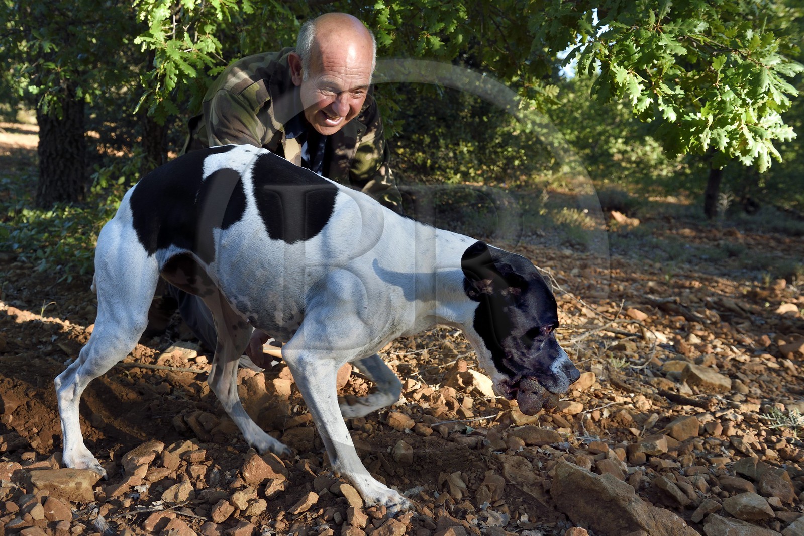 France, Var, Bauduen, search for truffles in the Domaine du Hameau des Clos, the truffle grower Marcel Demaria and his dog and summer truffle (Tuber aestivum)